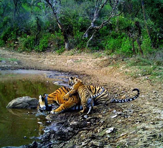 Phulwari ki Nal Wildlife Sanctuary, Udaipur, Rajasthan - Vushii.com Phulwari ki Nal Wildlife Sanctuary, Udaipur, Rajasthan - Vushii.com